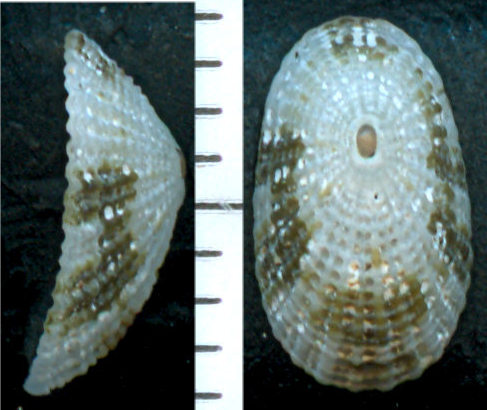 Diodora sp - 2